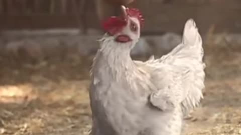 FUNNY HEN