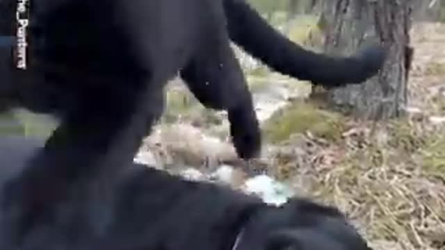 This Panther and Rottweiler are the best of friends 🥰