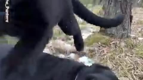 This Panther and Rottweiler are the best of friends 🥰