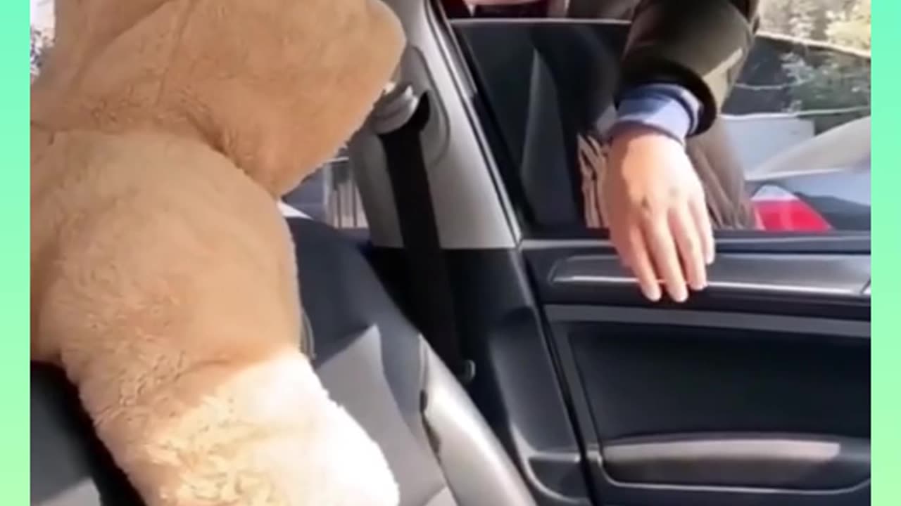 Funny videos for laughs