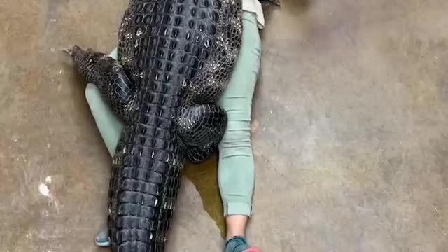 Animal funny video