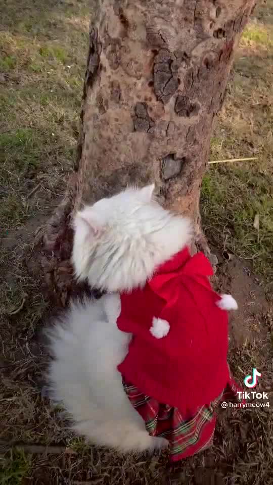 So sweet beautiful cat