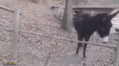 Animal funy video 😂