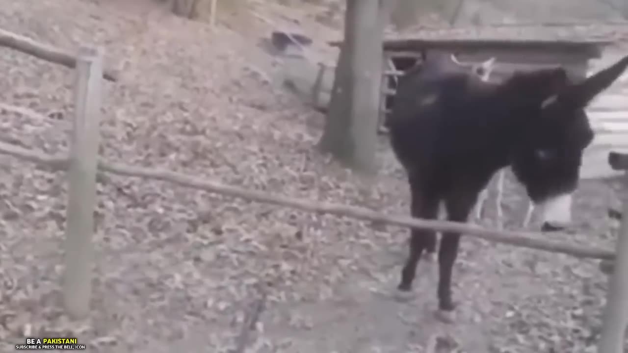 Animal funy video 😂