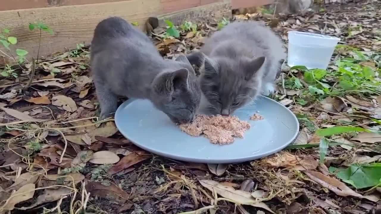 Feed entire cat family!!