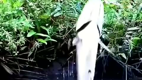 Fishing to get unique and expensive fish species