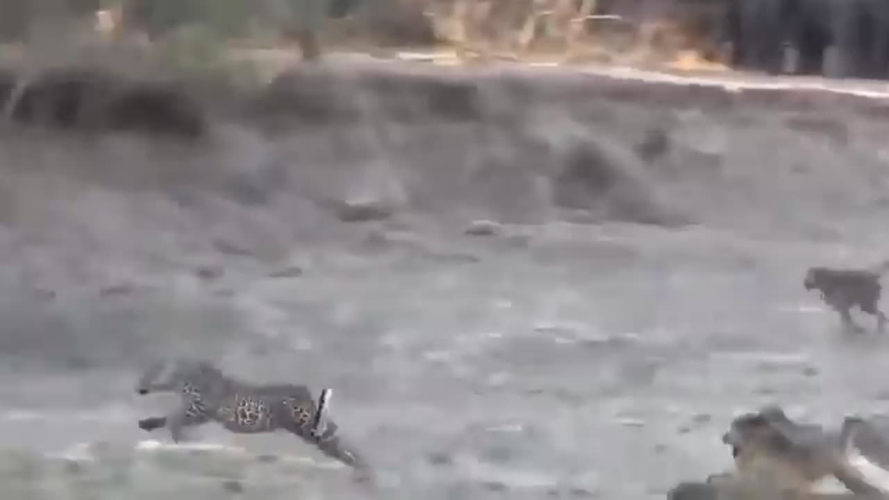 Animal fighting Eagle vs Ouctops