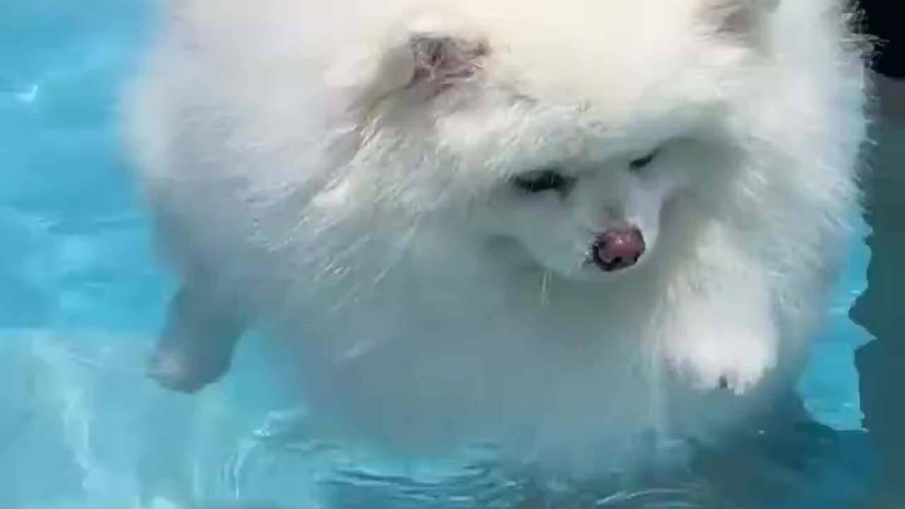 Beautiful Dog swimming 🥽