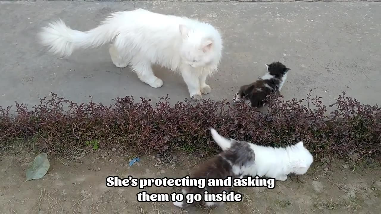 Mother Cat Walking With Her Kittens And Hitting Them To Go Inside | White Cat Protecting Her Kittens