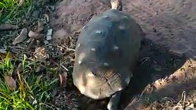 My Turtle Named Leo