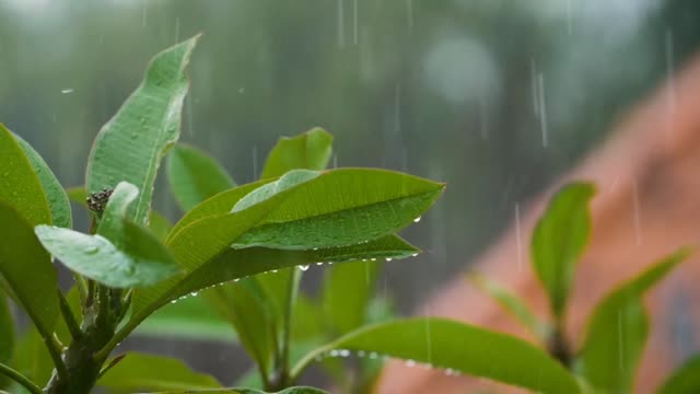 Soothing music and video