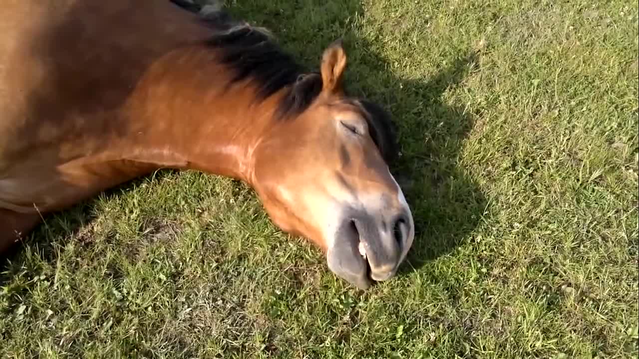 Caballos durmiendo roncan extremadamente fuerte