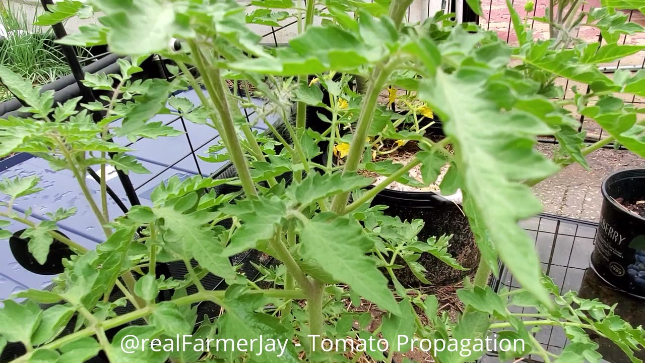 Super Simple Tomato Propagation