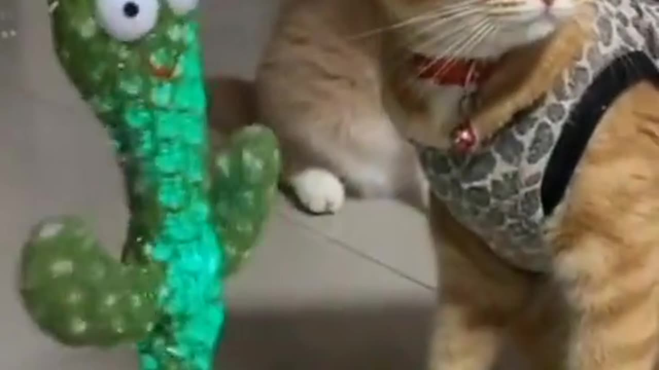 Dancing cat