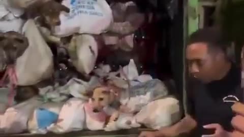 Dogs Thrown Out Like Garbage