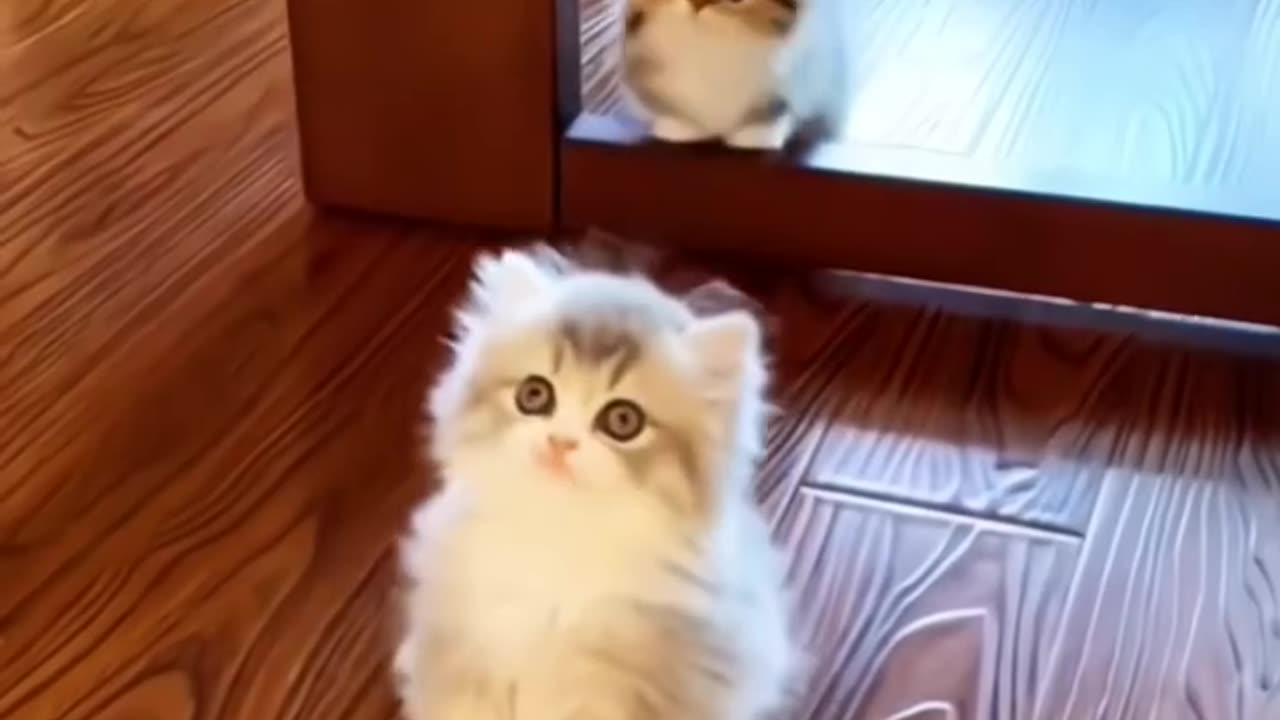 I have many cute cat. Do you like this