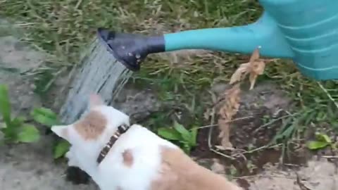 funny animal videos 2023 😆😆😆