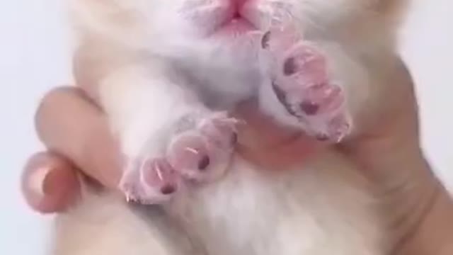 Cute Cats Baby__ Small cats__Baby cats🐱🐱😽😺