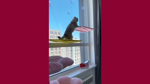 Balconies for Cats