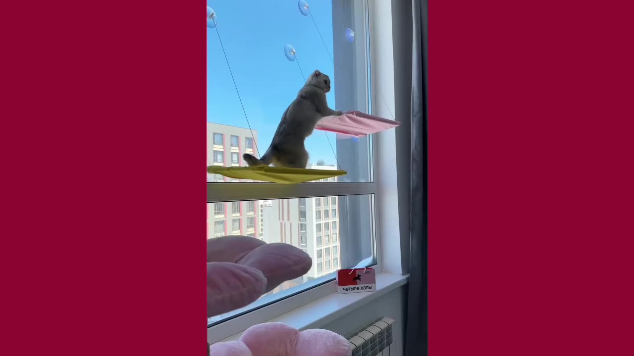 Balconies for Cats