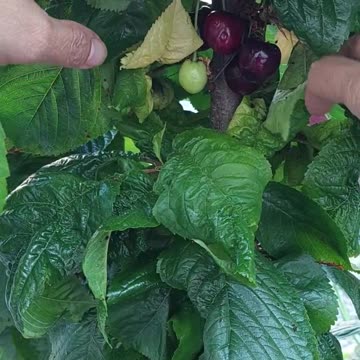 Cherry : Organic Fruit : My favorite fruit : Picking Cherry : Home Gardening