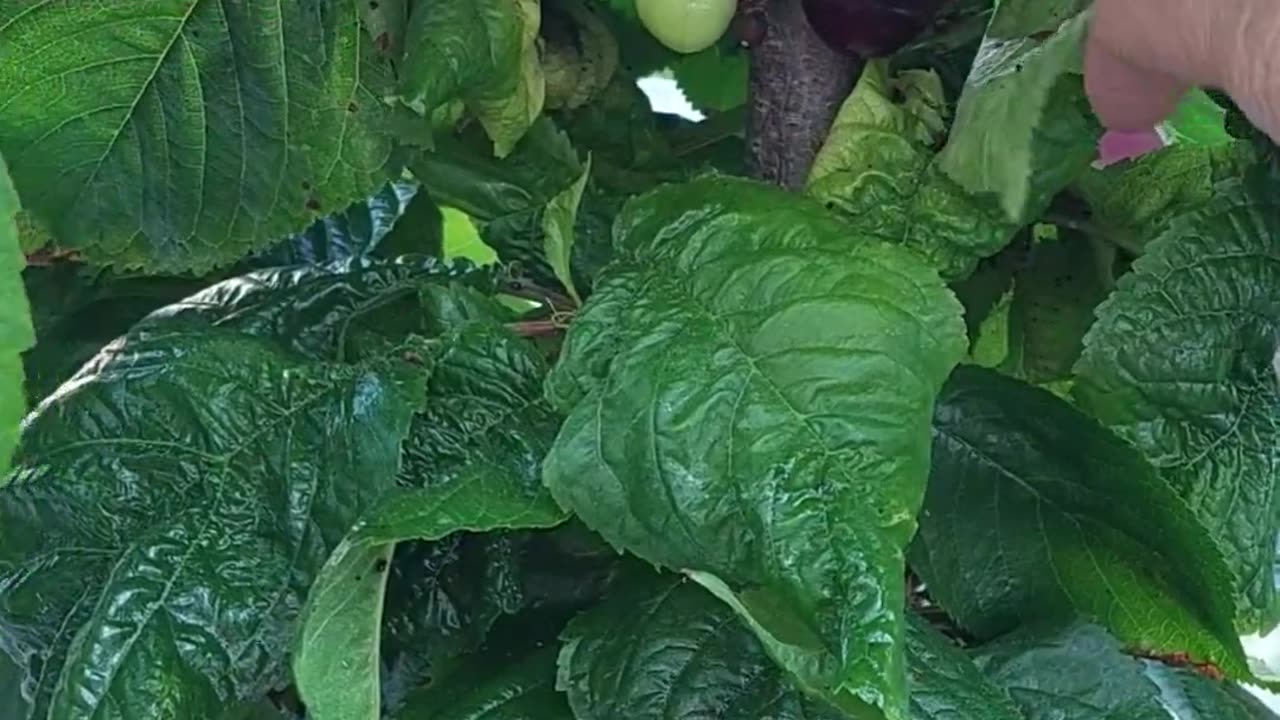 Cherry : Organic Fruit : My favorite fruit : Picking Cherry : Home Gardening
