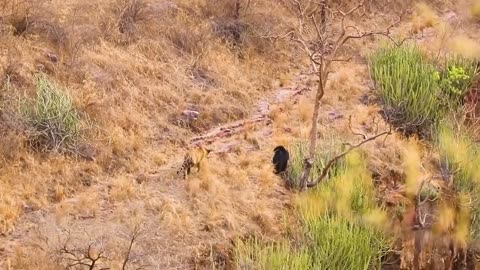 Ferocious Little Black Bear