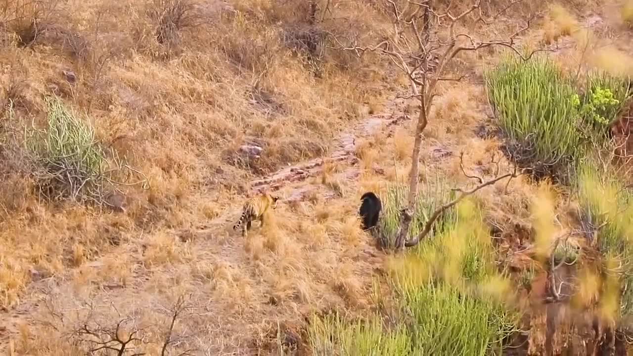 Ferocious Little Black Bear