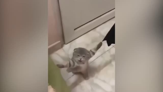Silly Cats and Dogs of the Month Part 2 __ Funniest Animals 2022