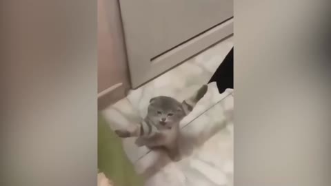 Silly Cats and Dogs of the Month Part 2 __ Funniest Animals 2022