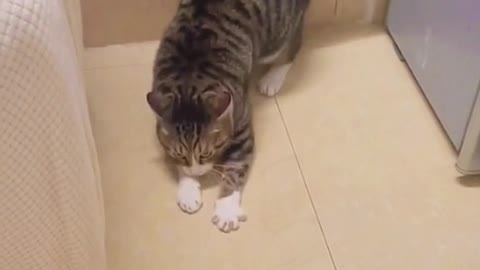 Cat confusion behavior 😅😅