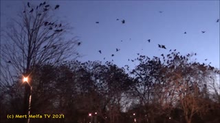 Crows gathering