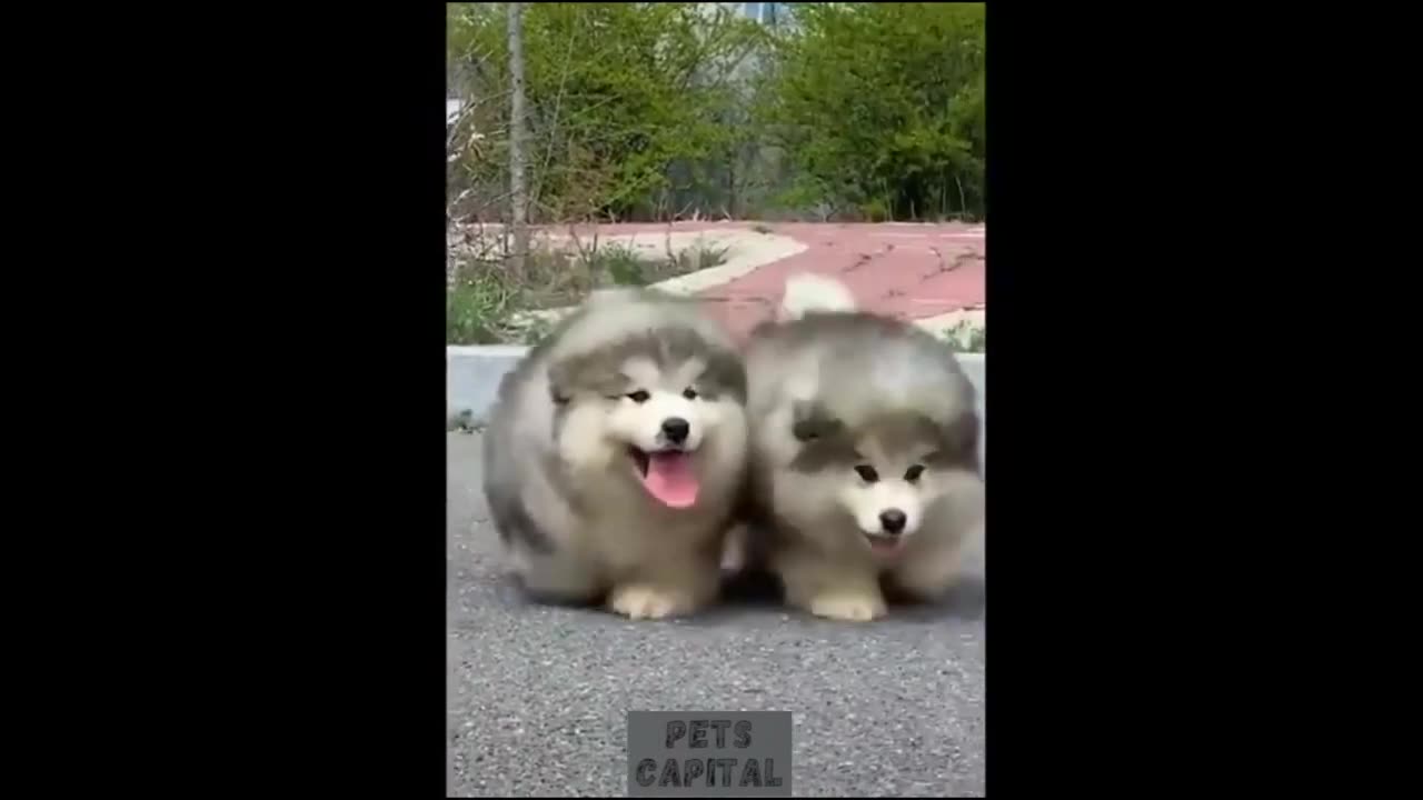 Cats and dogs funny complition