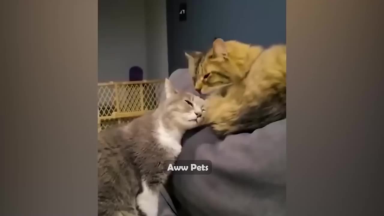 1 Hour Of Funniest Animals - Funniest Cats and Dogs