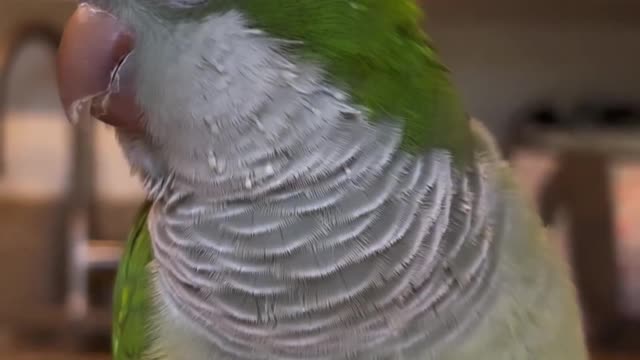 Parrot Coty laughing Ha ha ha ha