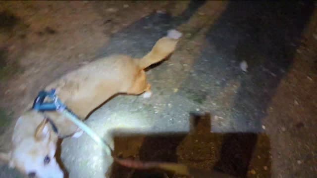 2023-01-02 (3) - maya poubelle - Twitch Decheterie