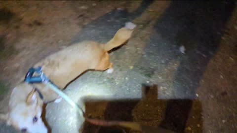 2023-01-02 (3) - maya poubelle - Twitch Decheterie