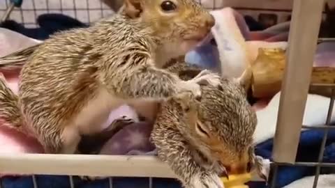 Feeding little pets must fun | Funny Animal Video😂