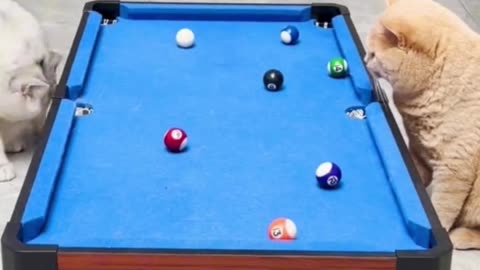 Cats playing billiard. Funny video