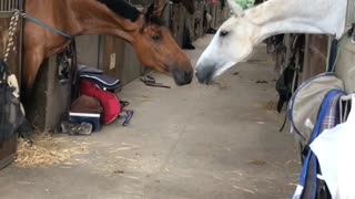 Horses Stretch Across Stable to Be Close