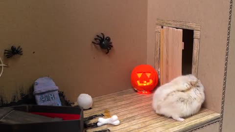 Hamster Escapes the Helloween Maze with Granny for Pets in real life