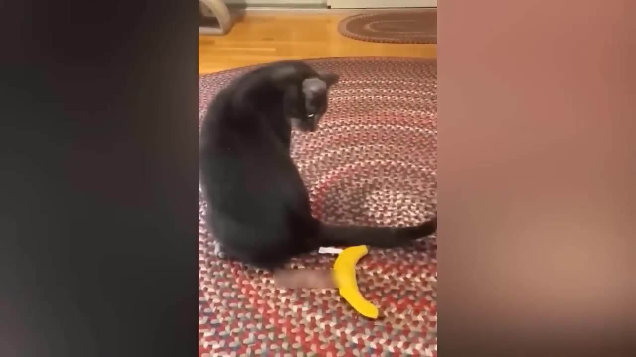 Funny Animal Videos 2023 🥰 - Funniest Dogs and Cats Videos 😁 #6