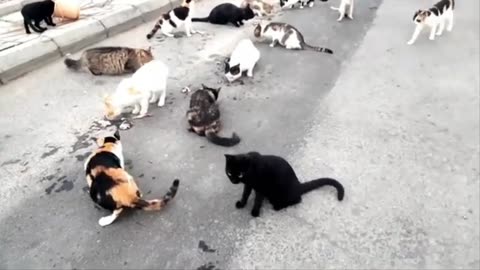 Street cats 🐈 😻 🐈‍⬛️