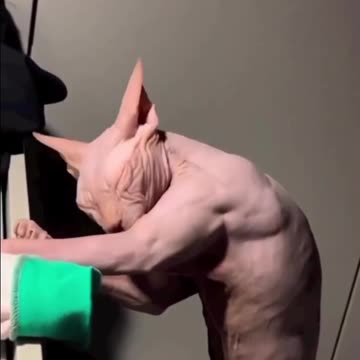 Someone Has Been Working Out