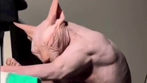 Someone Has Been Working Out