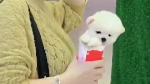 Cute and Funny pomeranian