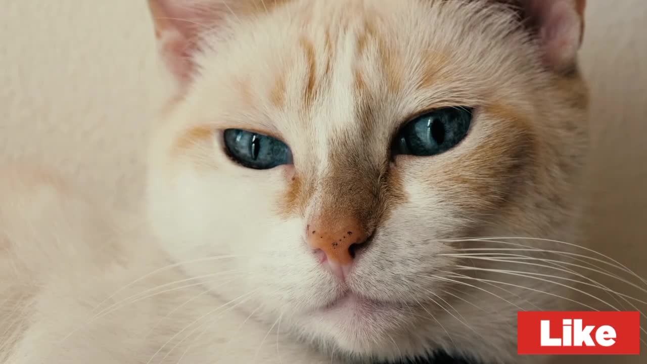 White, blue-eyed cat