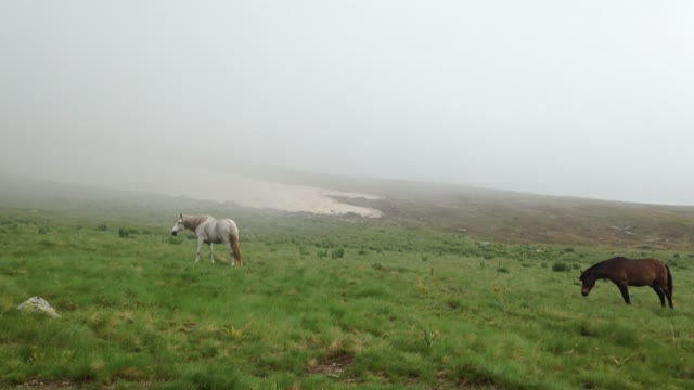 Horses are poetry in motion