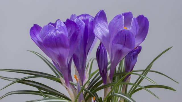 Blooming Flower Time Lapse || Beautiful Crocus|| Magical Relaxing Sound