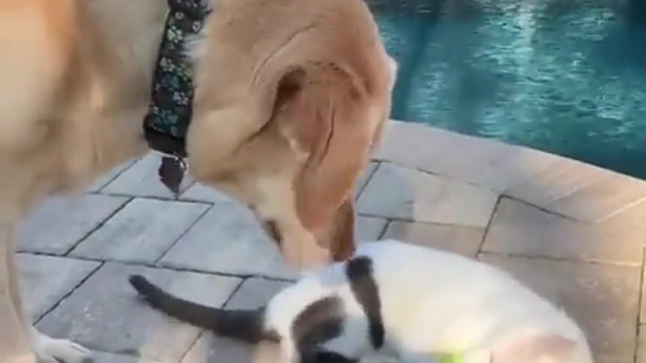 cats hogging the tennis ball